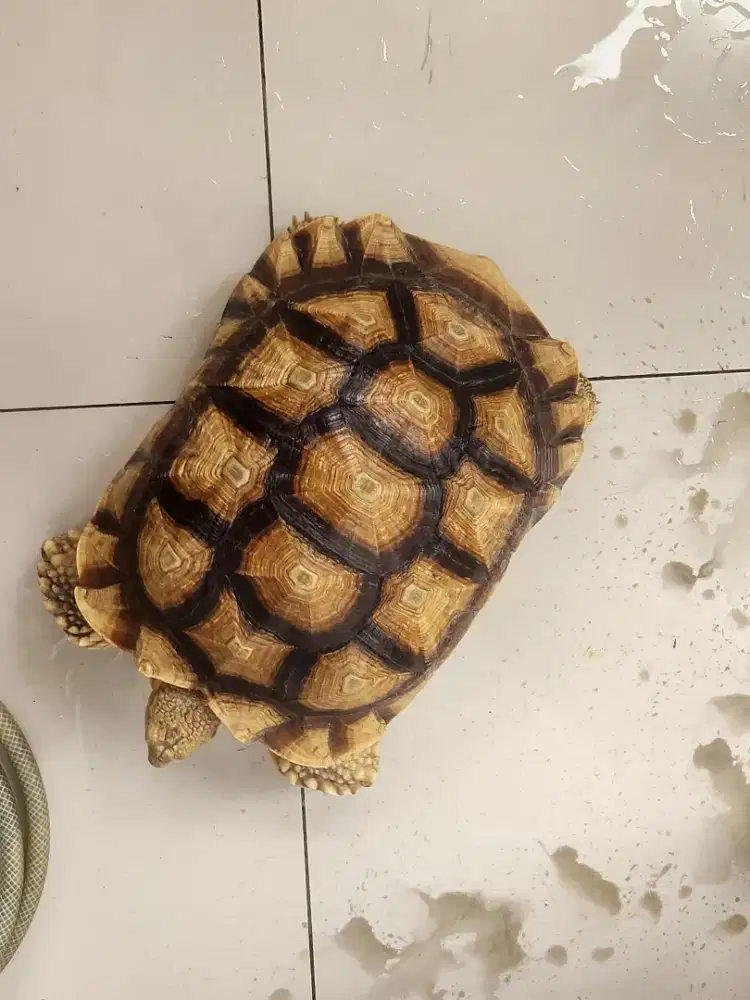 Kura - kura Sulcata Sepasang (Betina  dan Jantan)