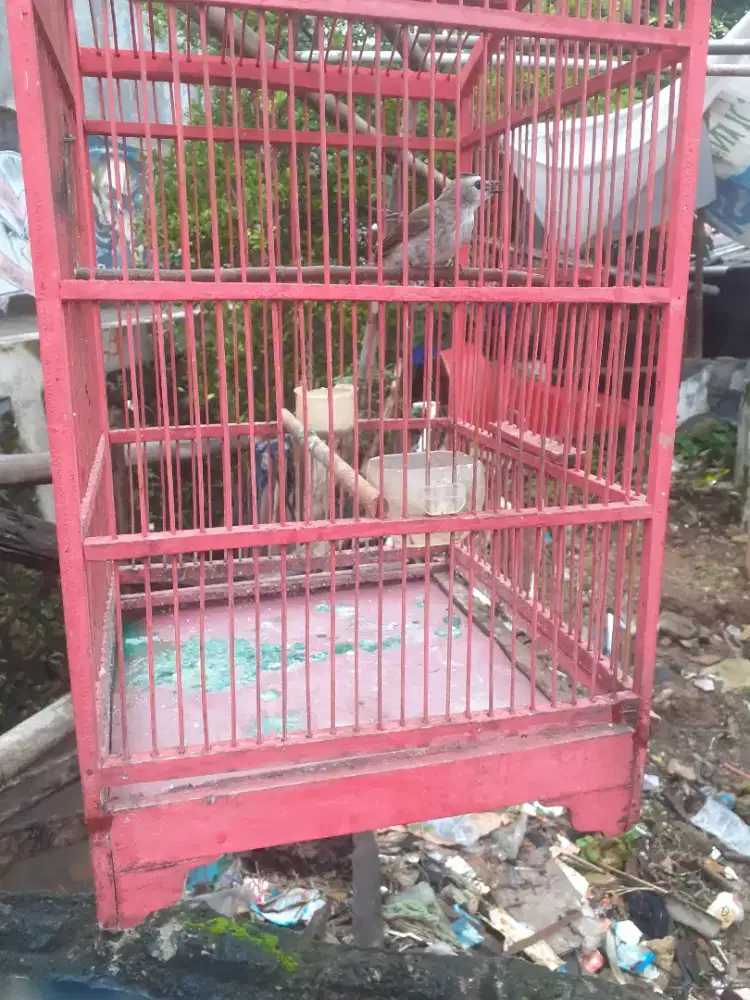 Jual burung kruCuk jatim kebo