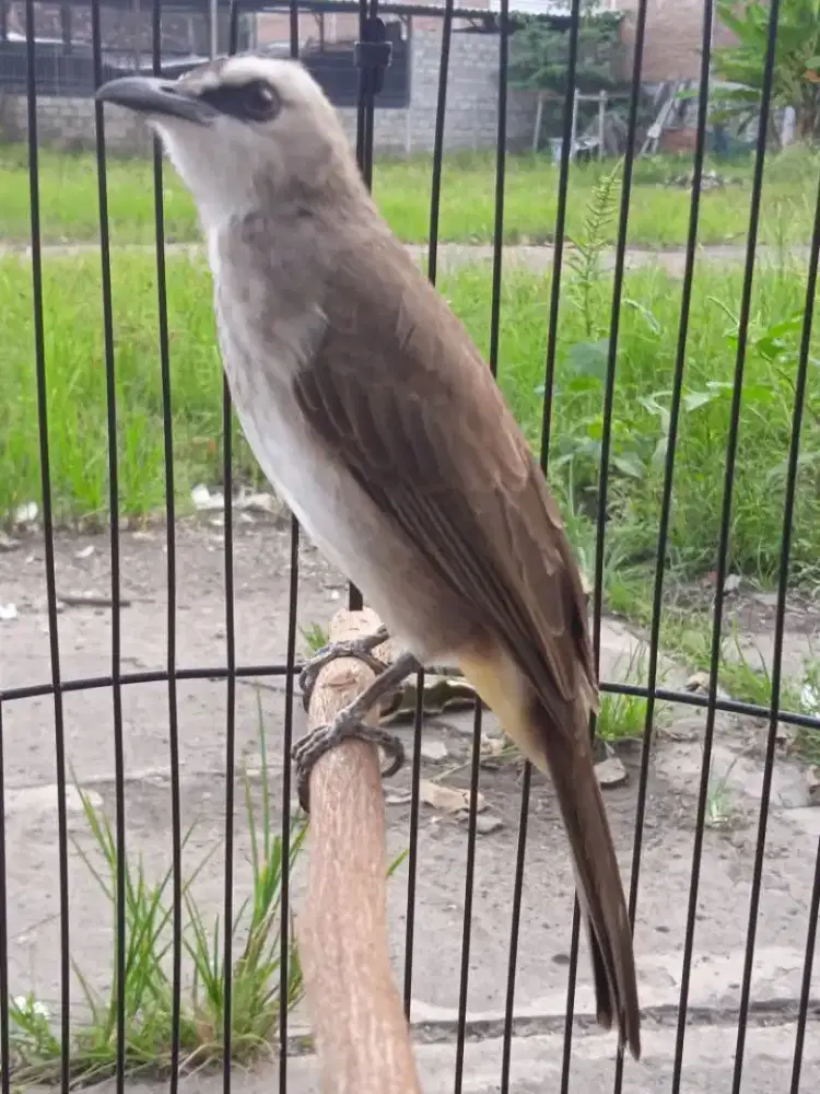 Burung trucuk jantan