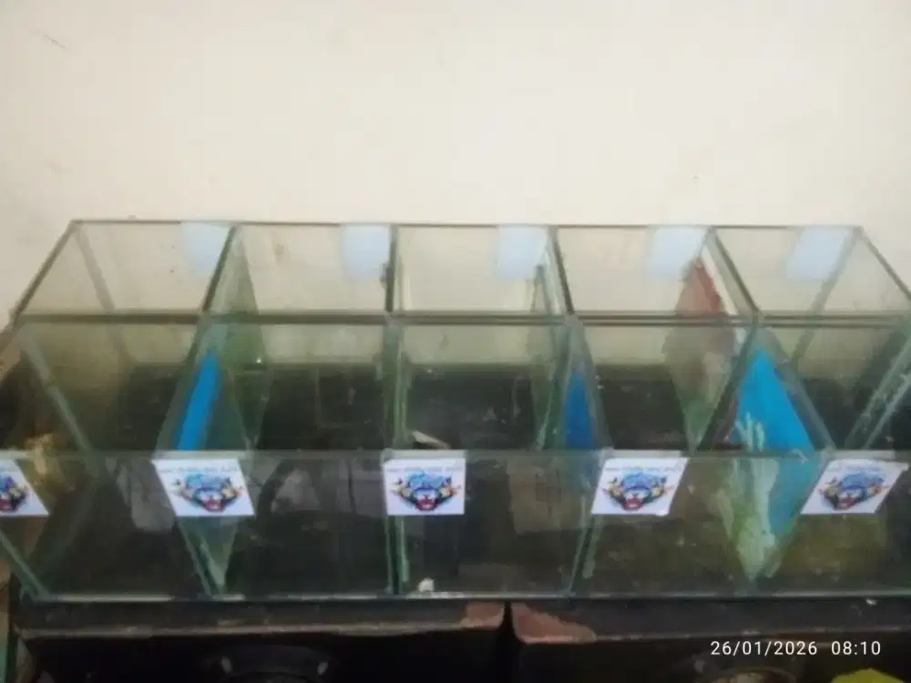 Aquarium ikan dan kura-kura