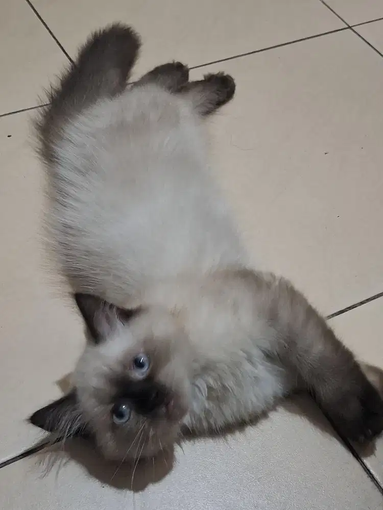 Kitten himalaya gosong