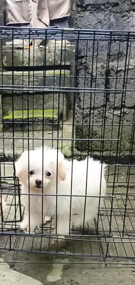 Puppy poochon ( poodle bichon ) betina vaksin