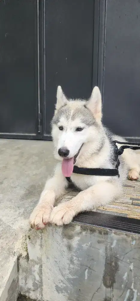 Anjing Husky jantan 7 bulan Aktif