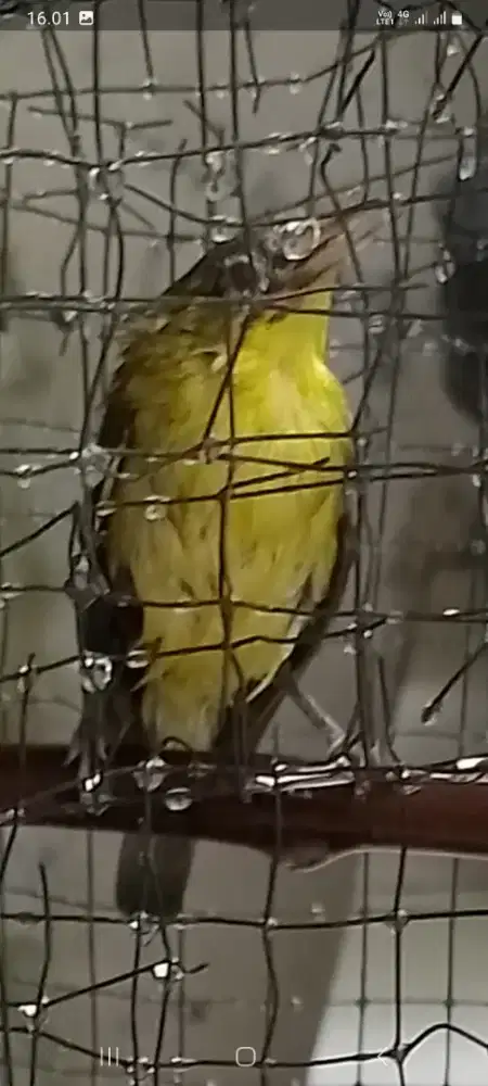 burung kacamata kecil