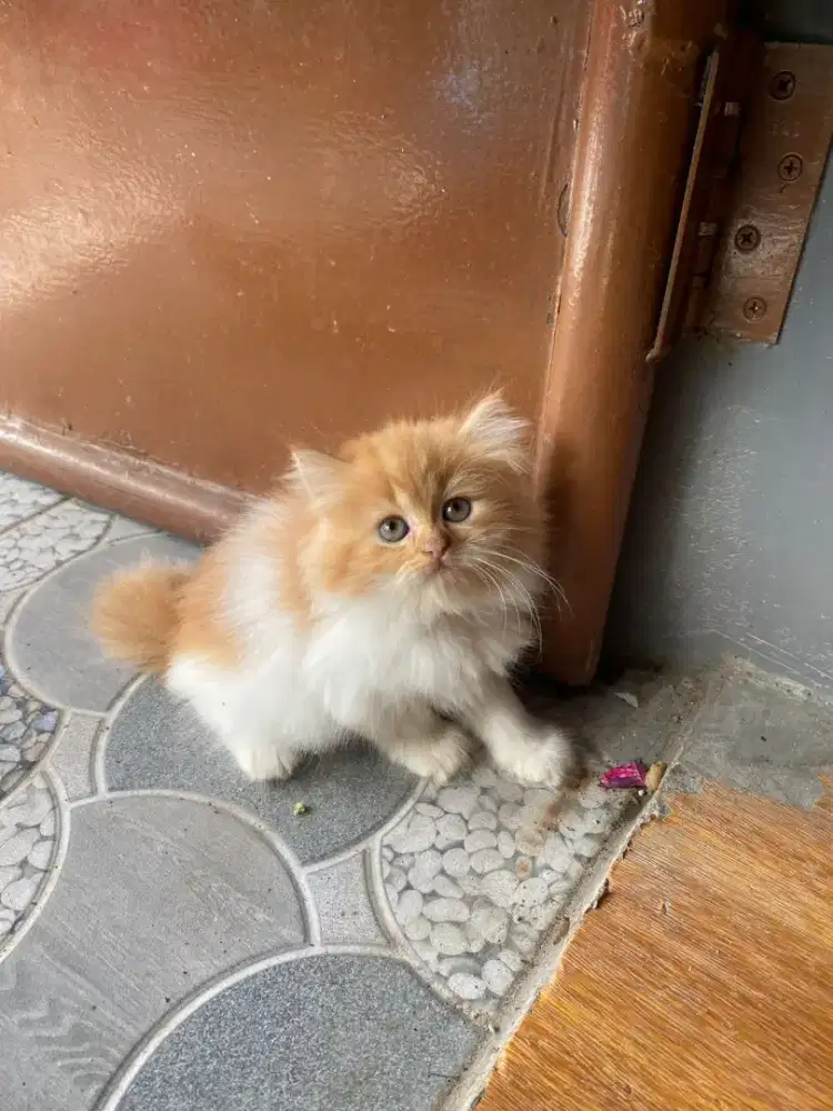 Kucing Persia Flatnose Bigbone
