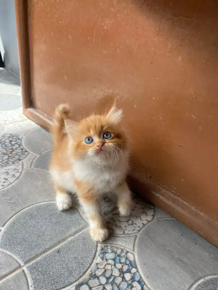 Kucing Persia Flatnose Bigbone