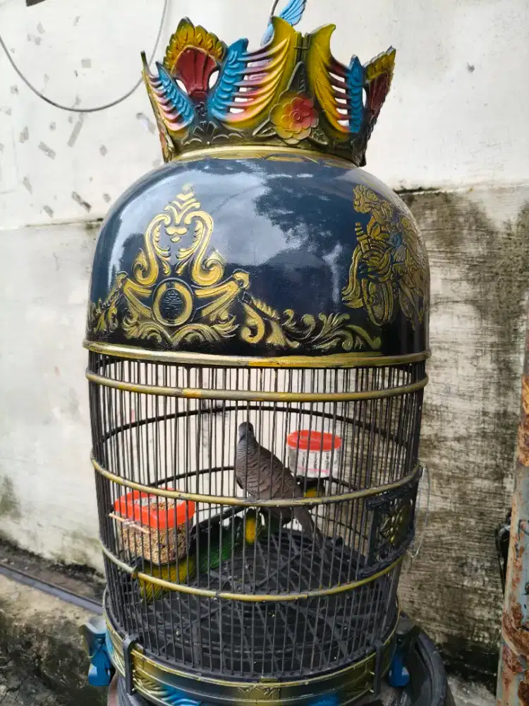 Perkutut Bangkok suara gede double Ring