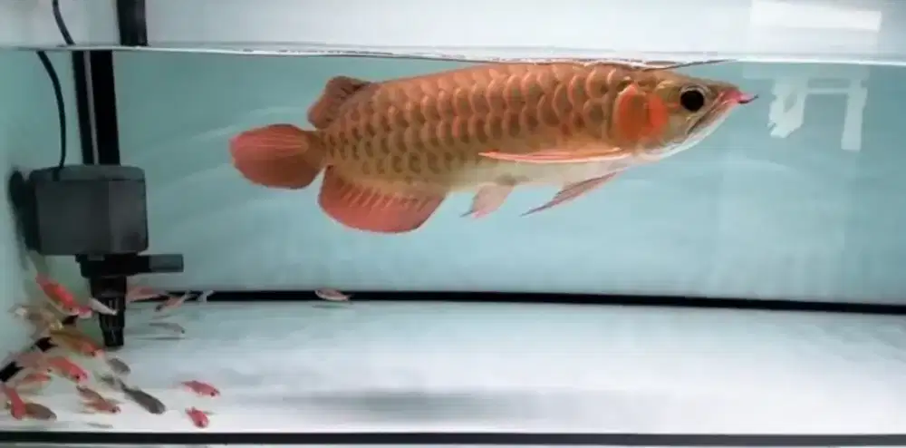 Ikan arwana super red