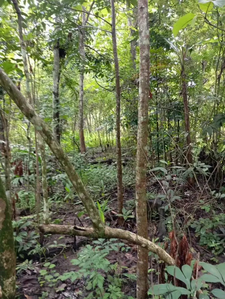 Dijual Tanah Pekarangan Luas di Bumiayu