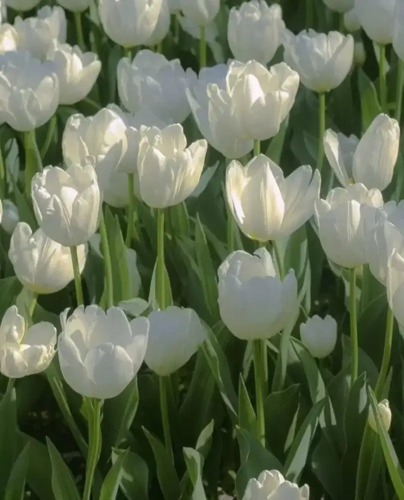 Mencari kerjaan driver sim B1 umum apa saja