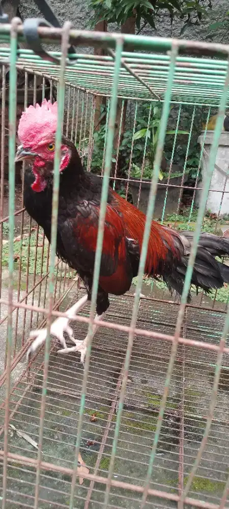 for sale aym bekisar msh muda, cocok buat hiasan trs rmh ? gacorrr dor