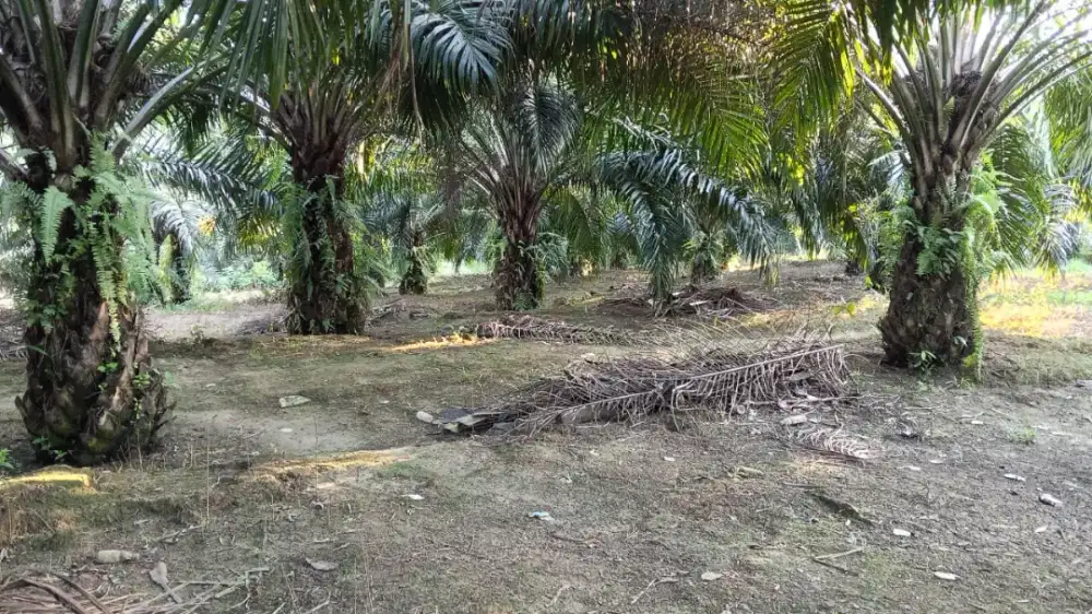 Lowongan Perkebunan Kelapa Sawit Kalimantan