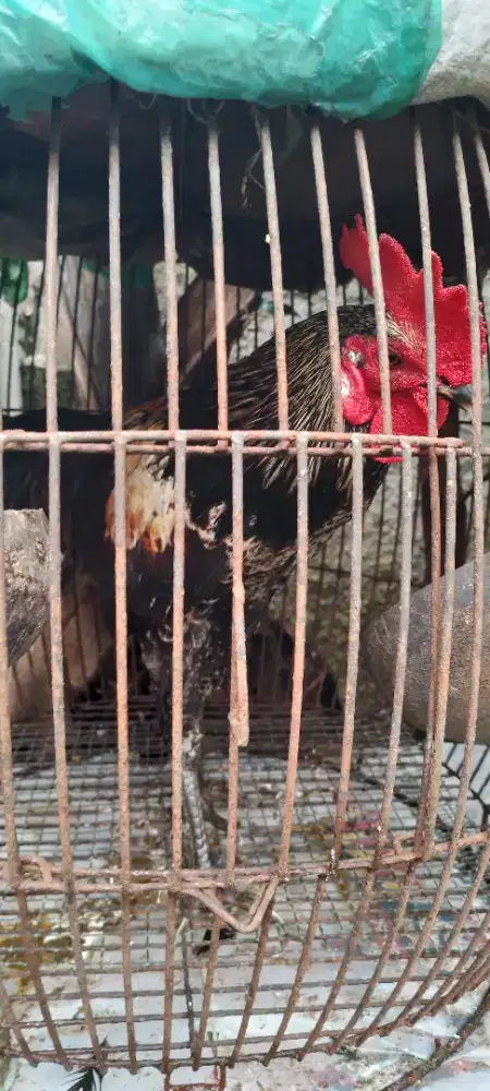 for sale aym ketawa, buat alarm pg ? gacorr doorr