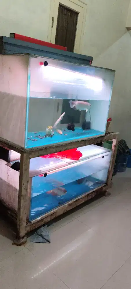 Jual borongan aquarium dan ikan