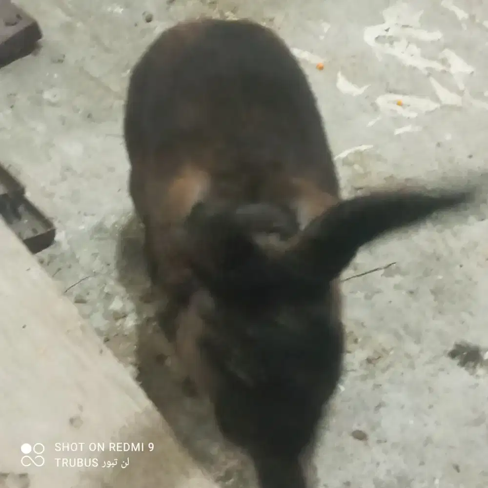 kelinci jantan 2 tahun