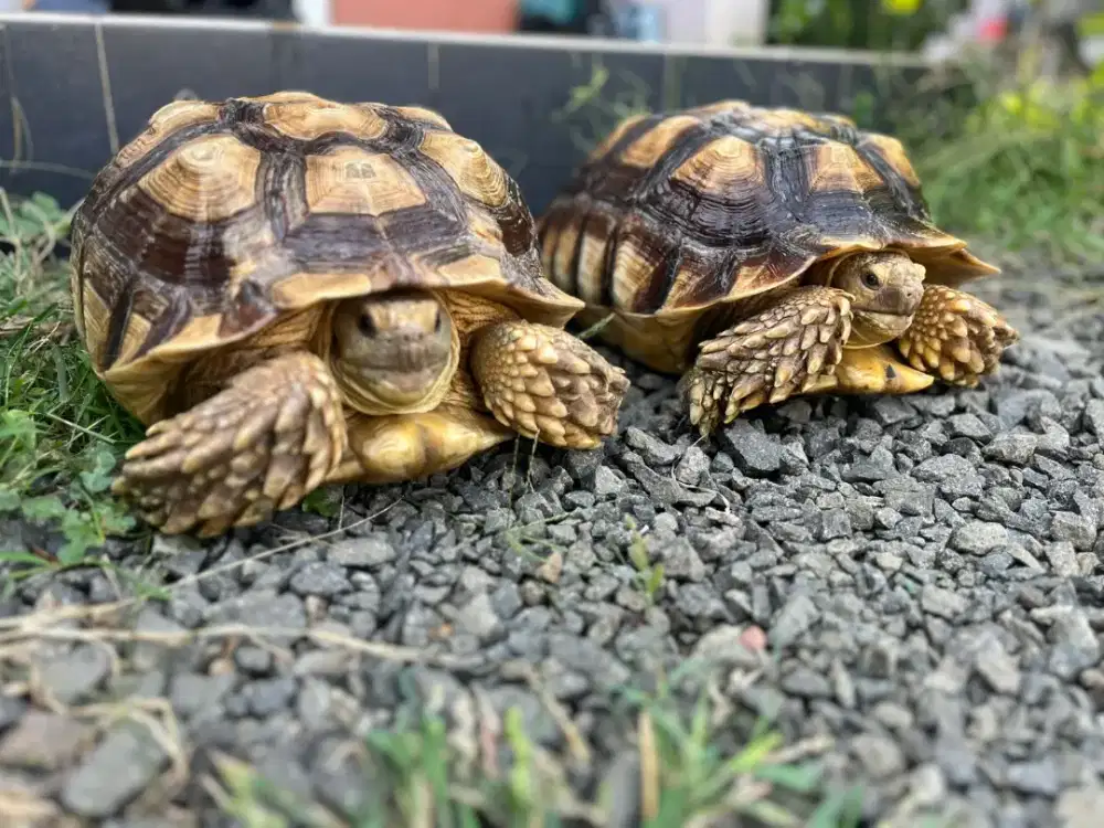 SULCATA DEWASA SEPASANG