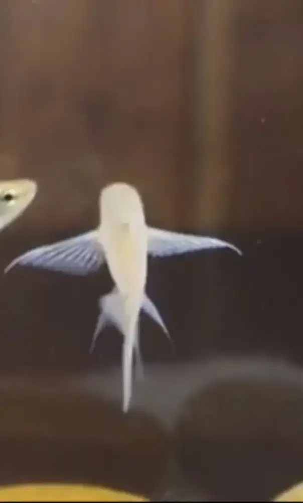 Indiana Flying Barb Fish Esomus Danricus Rare Item