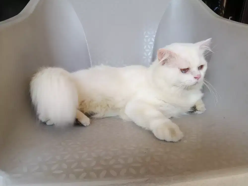 Kucing persia Jantan putih solid