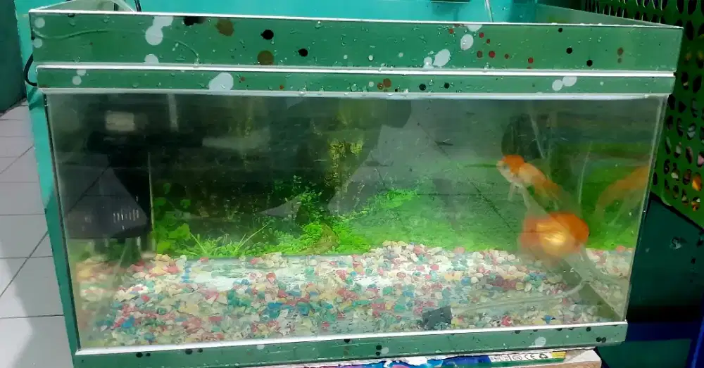 Aquarium set ikan