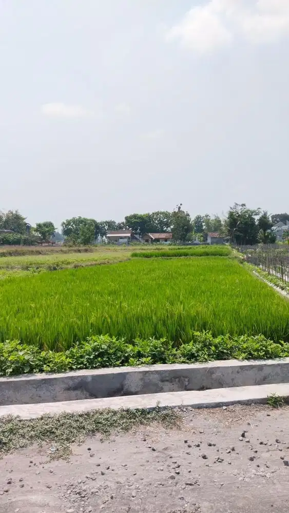 DI JUAL SAWAH ZONA KUNING PINGGIR JALAN 2jt/M NEGO