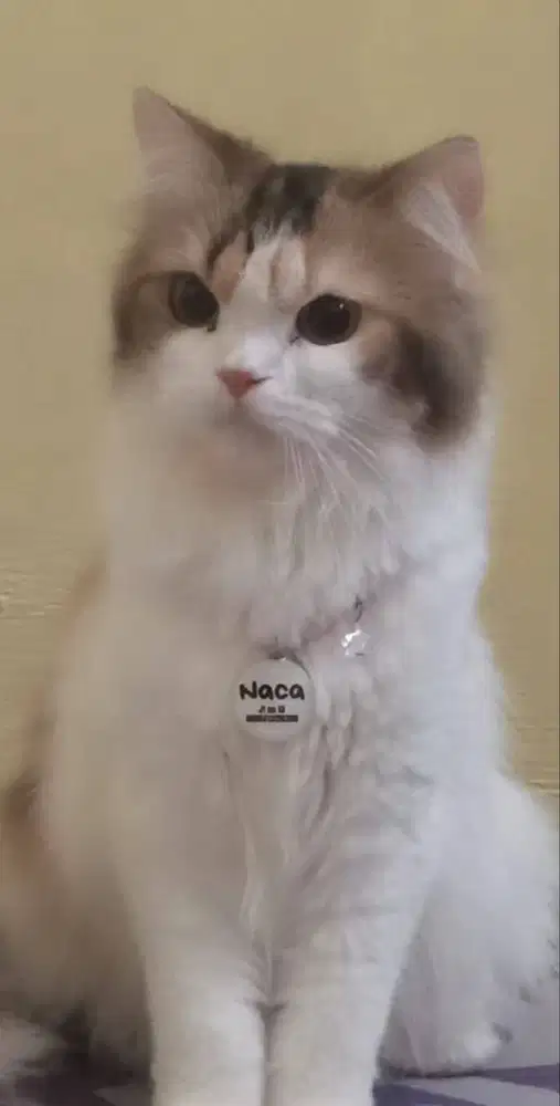 Kucing Persia Medium