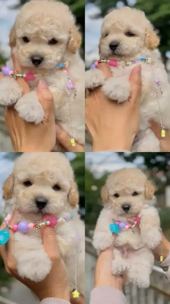 Poodle jantan apricot