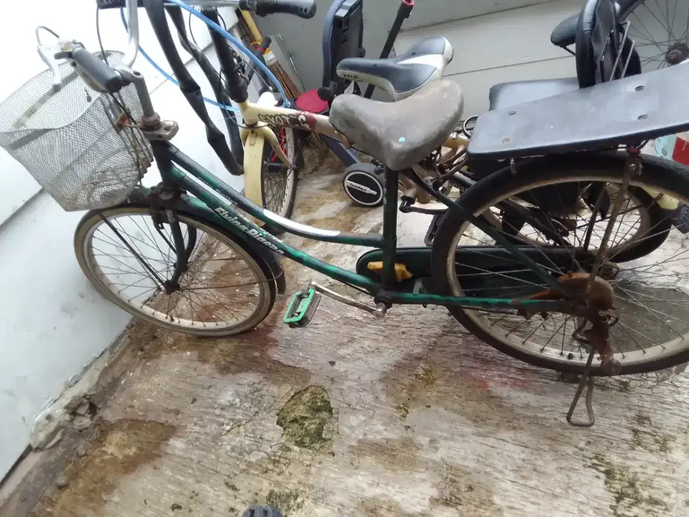 Speda ukuran 16 exotic