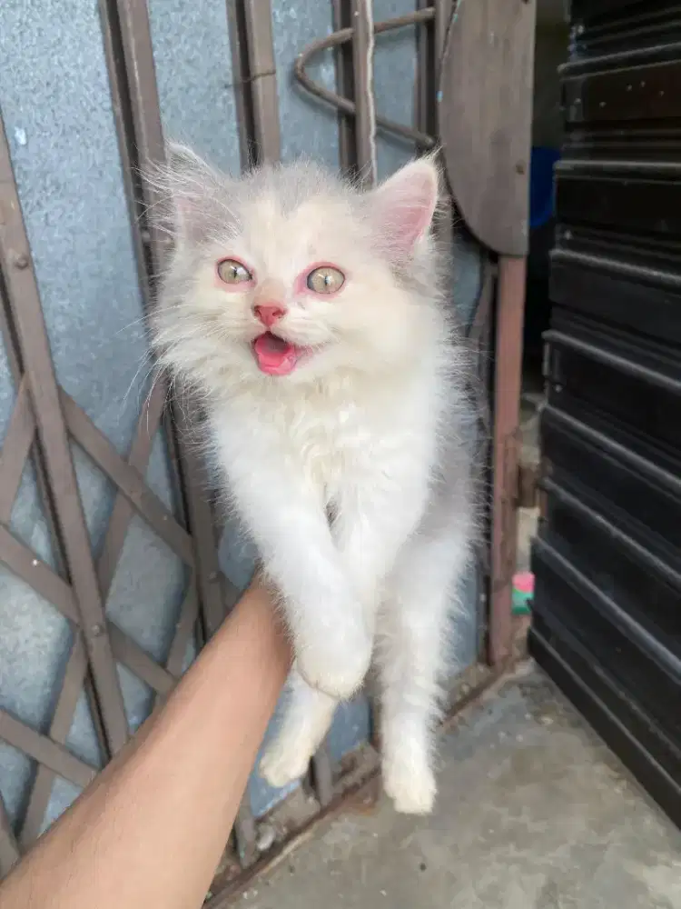 Open adopsi kucing Persia flatnose