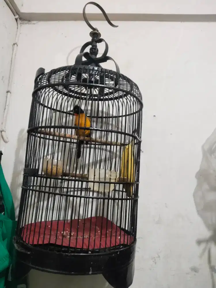 Jual kutilang emas berisik bangetttt cocok buat masteran