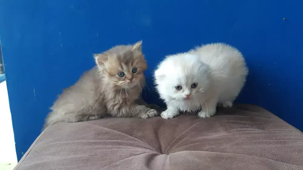 Tripel fold & Torty Cinnamon