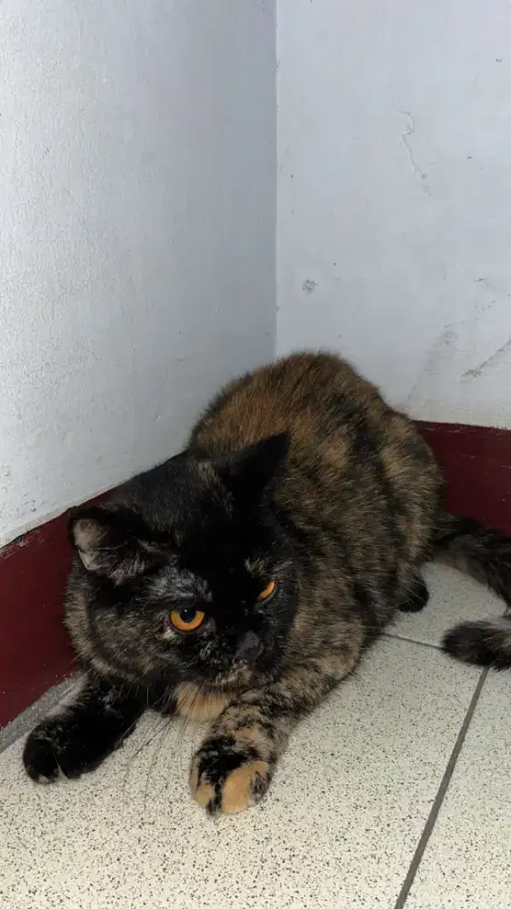 Kucing persia exotic betina