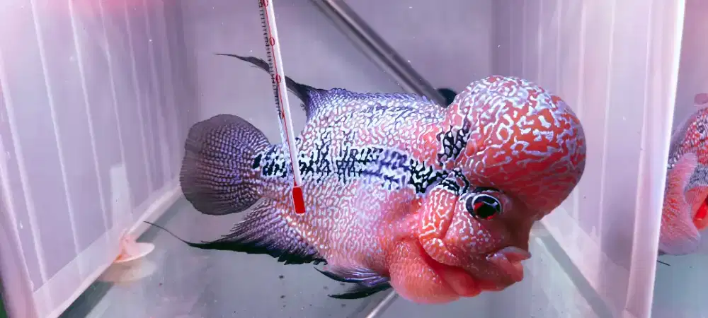 LOUHAN SRD MONSTER 6 Jari