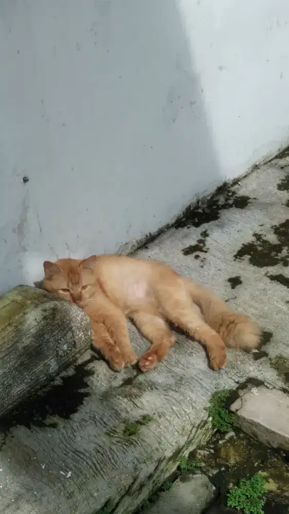 Kucing anggora jantan