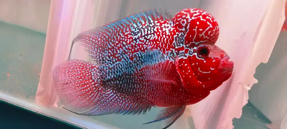 LOUHAN SRD MERAH MENCETAAARRR