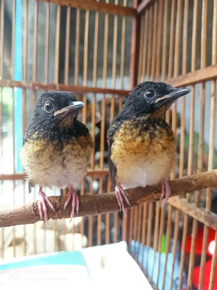 Trotol Murai Medan lolohan