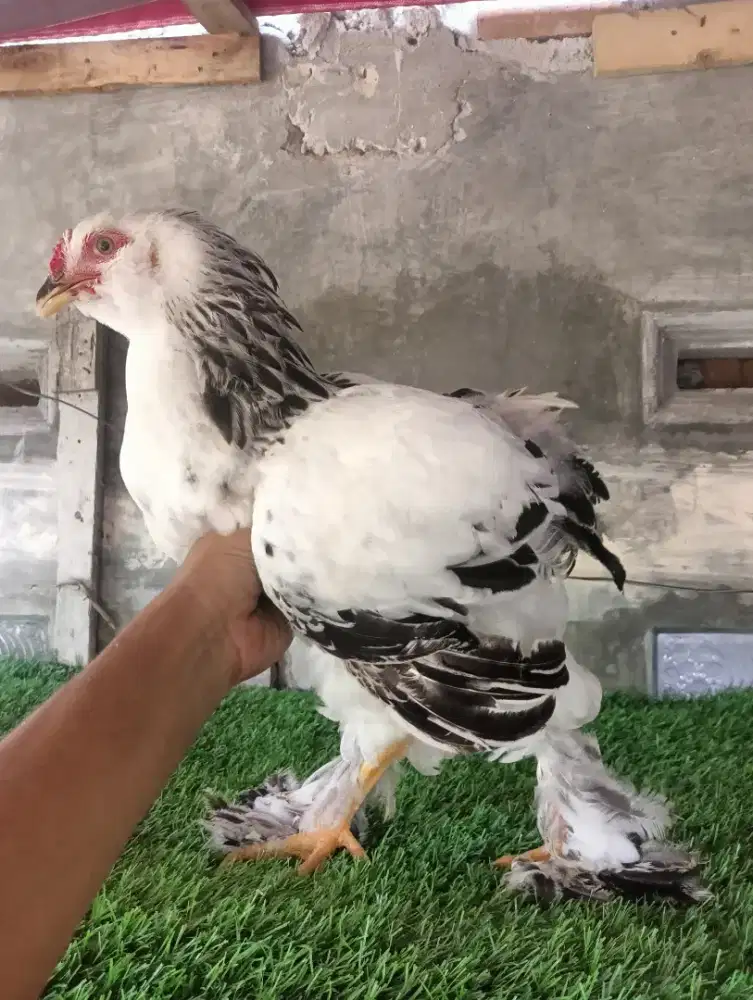 Ayam Hias Brahma