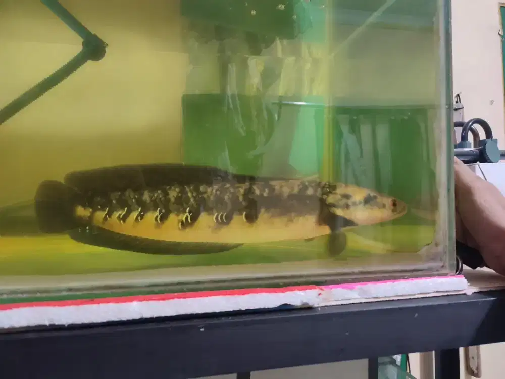 Chana Maru YS bunga buanyak 40 cm negoin aja