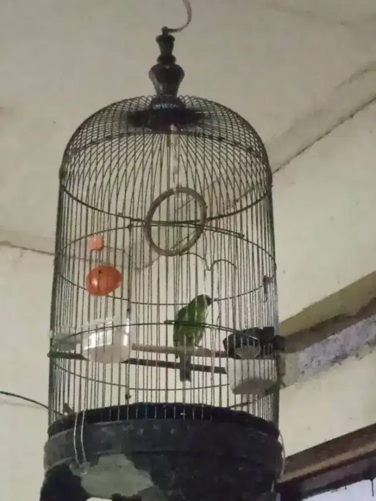 Masteran jinak n gacor Ring X~Ray