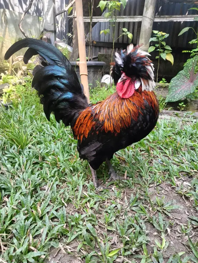 Ayam hias poland/ jambul
