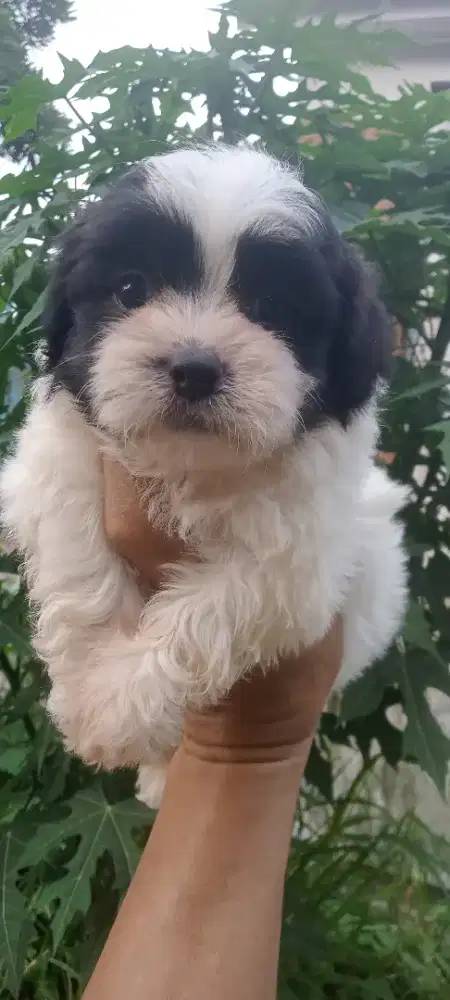 Shihtzu x maltese