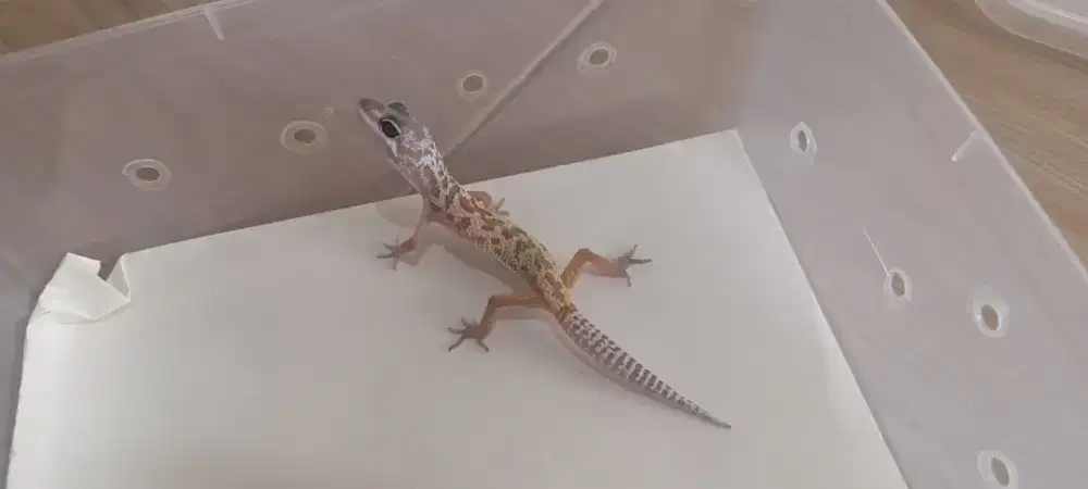 Leopard Gecko Black Night Murphy Pattern