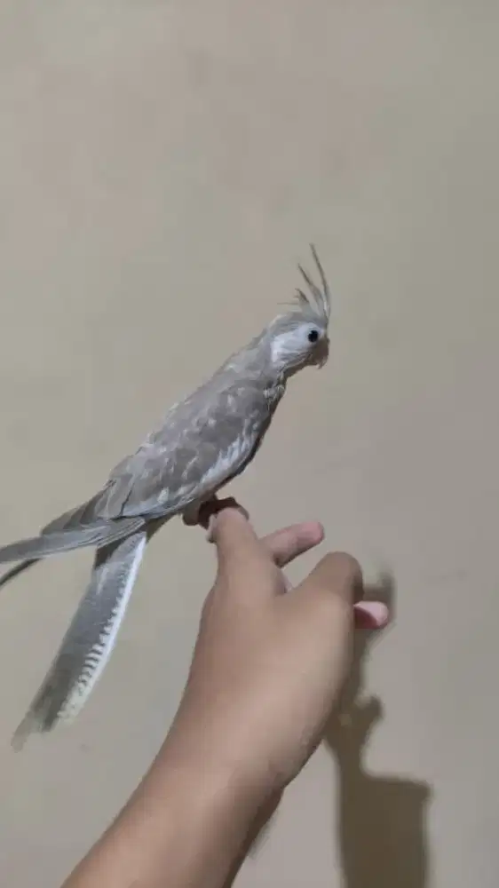 lolohan falk White face