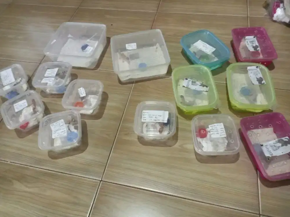 Leopard Gecko anakan black night