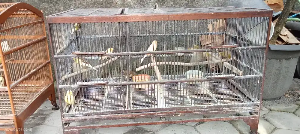 Kenari Dere - dere Siap Breeding