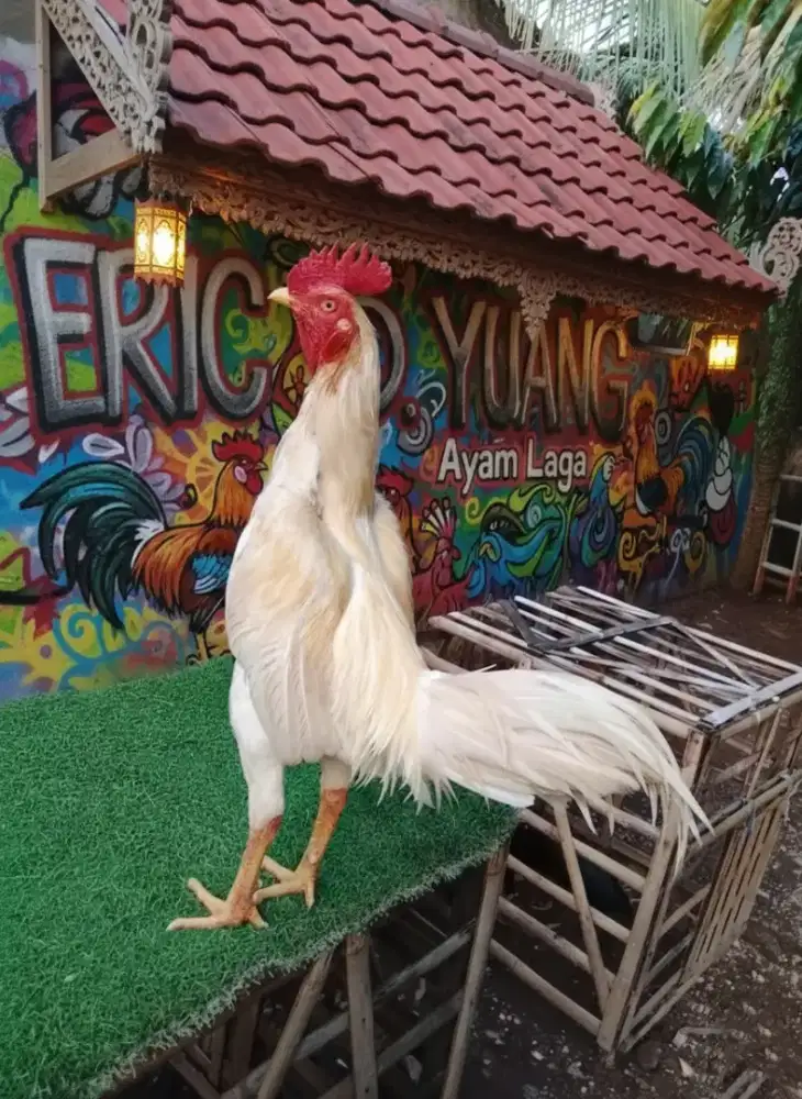 Ayam Jago Bangkok Putih, Mangon mix Plucker