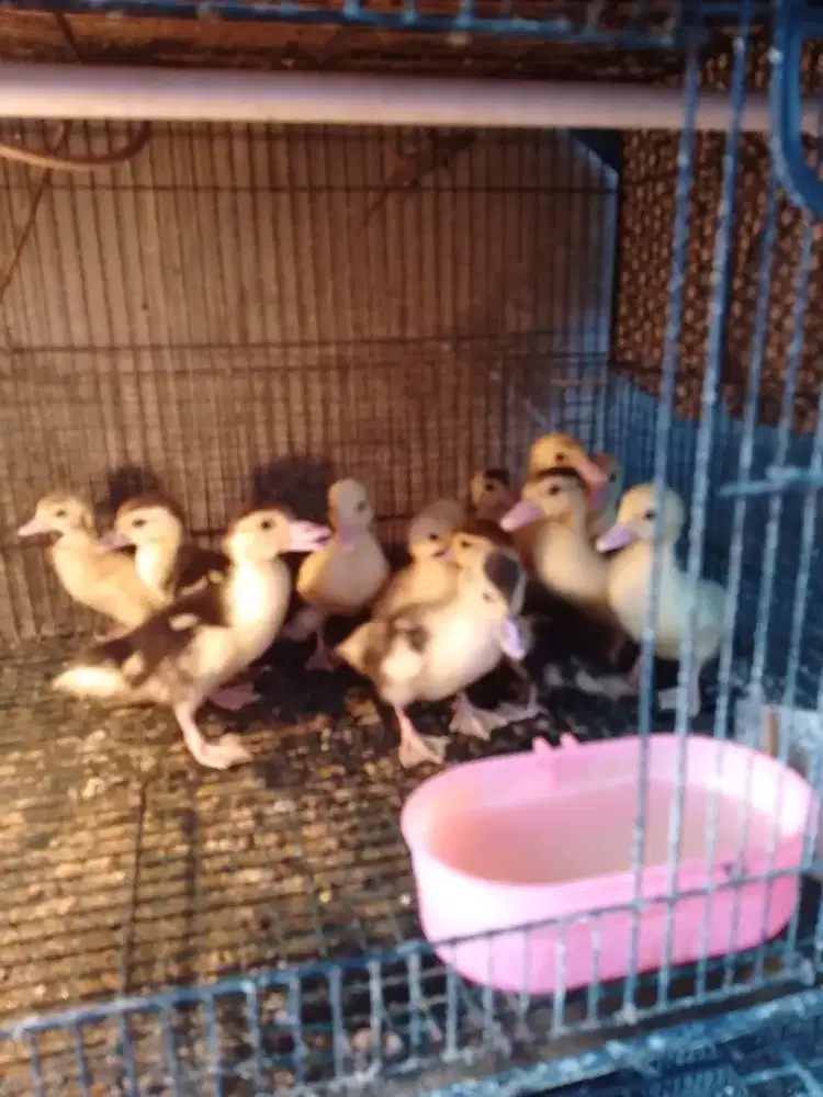 Minti / anak entok Superan