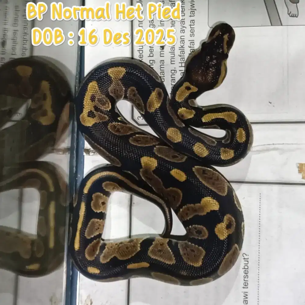 Normal het Pied Baby