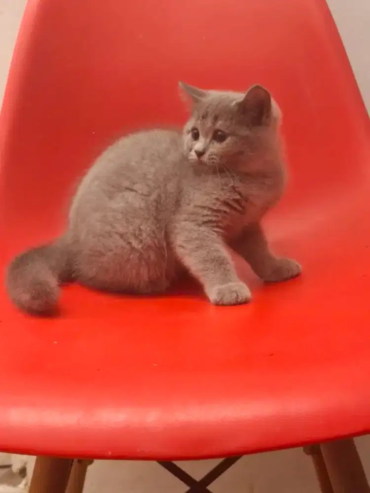 Kucing ras British Shorthair