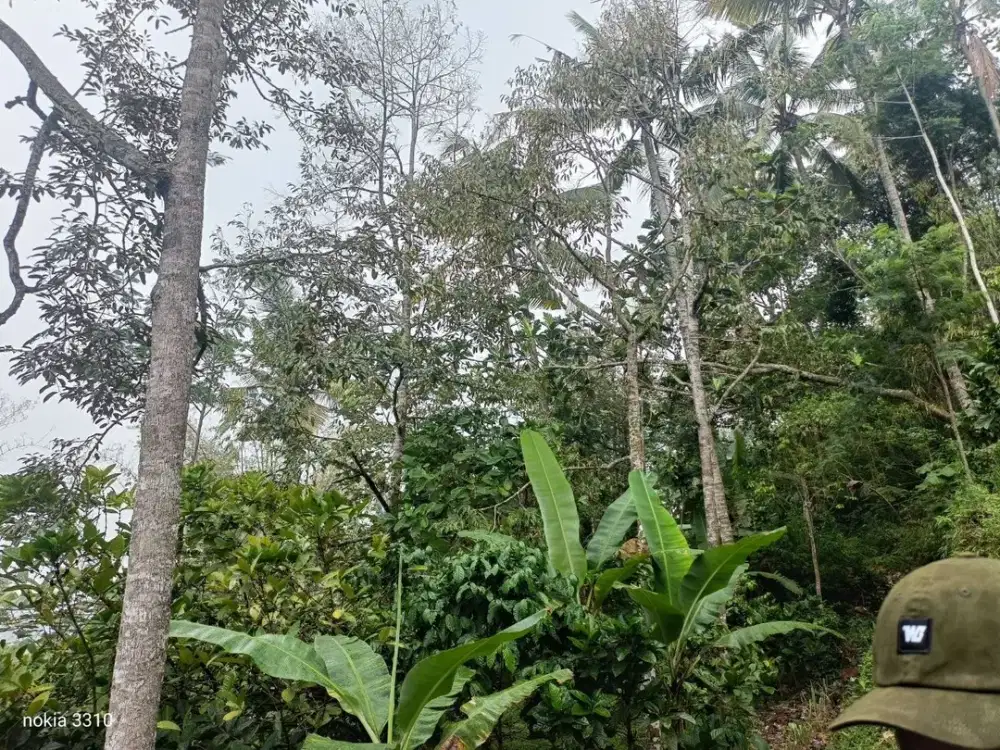 DIJUAL CEPAT KEBUN KOPI + BONUS DURIAN PRODUKTIF
