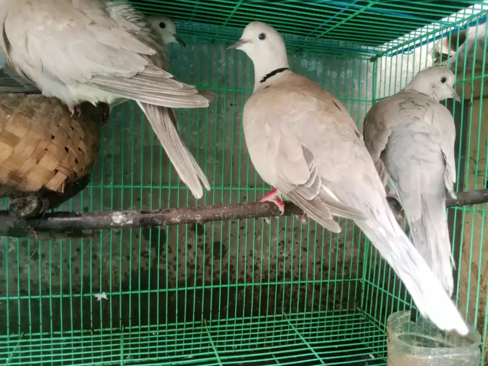 Jual burung puter